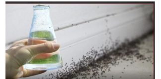 Sa samo jednom kapljicom, možete učiniti da mravi trenutno nestanu – nevjerojatno učinkovit trik za vaš dom!