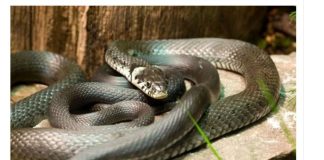 OVU ZMIJU SRBI ZOVU ČUVARKUĆA, IZLAZI SAMO U JEDNOM SLUČAJU: Zaledićete se kada čujete razlog njenog pojavljivanja