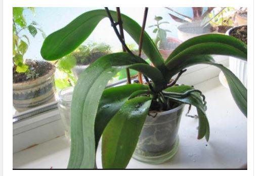 ORHIDEJE VAM NE CVJETAJU? Stavite samo 1 namirnicu u korijen i bujaće tokom cijele godine