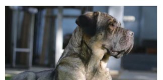 AKO STE MISLILI DA PAS JEDE TRAVU ZBOG PROBLEMA SA STOMAKOM PREVARILI STE SE: Evo šta je prava ISTINA, morate znati