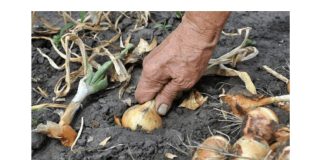 Nemojte zaboraviti krajem MAJA bitno gnojivo za luk- EVO KAKO DA SE SPREMITE ZA NAJVEĆU BERBU IKADA