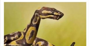 99 % LJUDI VIDI ZMIJU NA SLICI I SVI GRIJEŠE: Optička iluzija sve zaludjela, a evo šta RJEŠENJE govori o vašem KARAKTERU