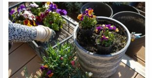 Kada sadite cveće, zakopajte mrvicu ovoga na dno saksije: Za nekoliko dana bujaće kao lude