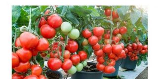 Nakon sadnje, paradajza MORATE zaliti 3 puta ovom otopinom: Sigurno da nikada prije niste imali takav urod!