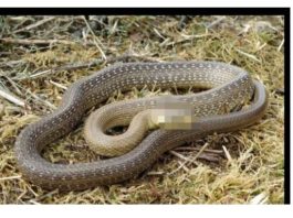 Šta znači sanjati zmiju: Evo kada je to dobar znak, a kada loš