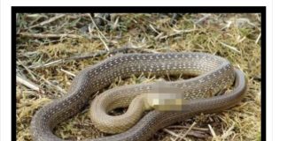 Šta znači sanjati zmiju: Evo kada je to dobar znak, a kada loš