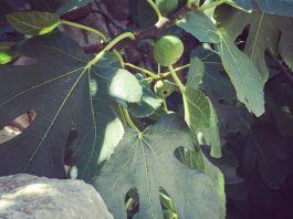 Nije samo orah u pitanju: Naši stari nikad nisu sadili smokvu blizu kuće, evo i zbog čega