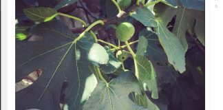 Nije samo orah u pitanju: Naši stari nikad nisu sadili smokvu blizu kuće, evo i zbog čega