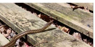 Ako vas ujede zmija, ovo je prvo što morate odmah uraditi: Svi prave vrlo opasnu grešku koja može biti kobna, samo uz ovu namirnicu ćete ih oterati iz dvorišta