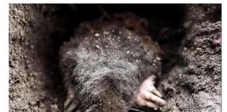 Krtice u bašti prave ogromnu štetu, evo kako da ih se rešite: Sipajte ovaj napitak u zemlju i odmah će pobeći