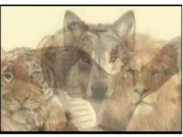 KOJA JE PRVA ŽIVOTINJA KOJU STE VIDJELI NA SLICI: Samo mali broj ljudi primjećuje jednu, a to otkriva vaše najdublje tajne