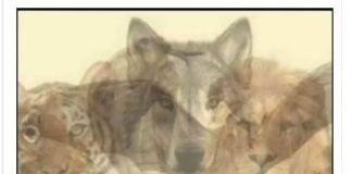 KOJA JE PRVA ŽIVOTINJA KOJU STE VIDJELI NA SLICI: Samo mali broj ljudi primjećuje jednu, a to otkriva vaše najdublje tajne