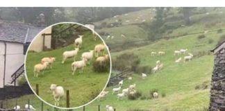 SNIMALA OVCE pa primjetila nešto vrlo čudno: “Nisam mogla vjerovati svojim očima! Kako je to moguće?”