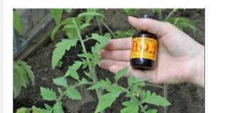 Samo NEKOLIKO kapi ubija plamenjaču paradajza: Više cvjeta, plodovi brže sazrijevaju