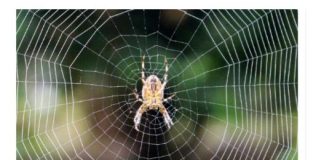 PAUKOVI NE PODNOSE MIRIS JEDNE BILJKE: Nabavite je i nećete ih više vidjeti u kući