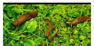 Odrezani komad ostavite da leži u bašti: RIJEŠIT ĆETE SE SVIH PUŽEVA!