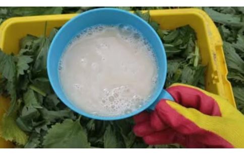 Nakon ovoga, krastavci, paradajz i paprike rastu kao požar: Ljeti samo prelijte ovo čudo direktno na korijenje i nećete prepoznati svoj urod!