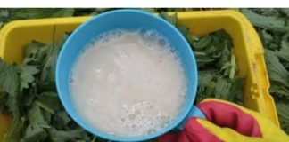 Nakon ovoga, krastavci, paradajz i paprike rastu kao požar: Ljeti samo prelijte ovo čudo direktno na korijenje i nećete prepoznati svoj urod!