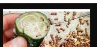 MRAVI SE NE VRAĆAJU PO NEKOLIKO GODINA! Riješite se mrava i lisnih uši brzo zauvijek, 100% učinkovito!