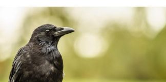 Dokazano najpametnije ptice: Ukoliko ih često viđate ovih dana, svemir vam možda šalje snažnu poruku