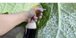 Obična Coca-Cola ubija lisne uši bolje od hemikalija: Samo uradite ovo s njom i NESTALE SU IZ DVORIŠTA ZA TREN OKA!