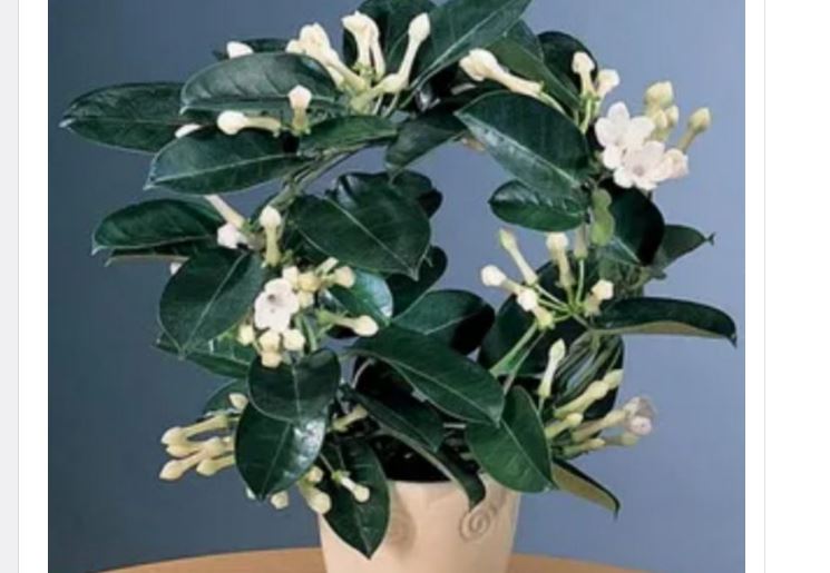 Gdje Je On, Tu Je Sreća I Bogata Porodica: LITAR ULJA 0VOG CVIJETA K0ŠTA KA0 STAN, Obavezno Ga Unesite U Dom