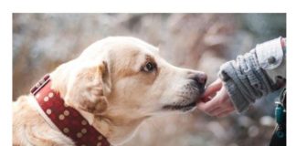 EVO ZAŠTO PSI LAJU NA SAMO ODREĐENE LJUDE: Konačno otkriven razlog, VIDE NEŠTO ŠTO LJUDI NE MOGU