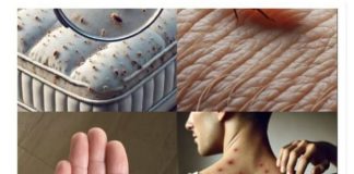 Male bube koje žive u vašem krevetu – Evo kako da ih izbacite zauvek uz ovaj jednostavan trik!