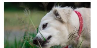 AKO STE MISLILI DA PAS JEDE TRAVU ZBOG PROBLEMA SA STOMAKOM PREVARILI STE SE: EVO šta je prava istina, morate znati