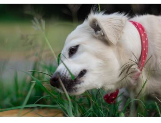 AKO STE MISLILI DA PAS JEDE TRAVU ZBOG PROBLEMA SA STOMAKOM PREVARILI STE SE: EVO šta je prava istina, morate znati