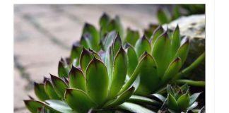 Narodna verovanja kažu da ovu biljku ni za živu glavu ne treba saditi u dvorištu: Tera sreću iz kuće i unosi maler