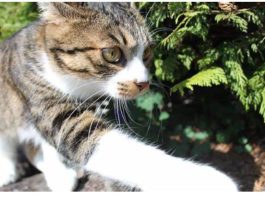 NEPOZNATA MAČKA VAM SE POJAVILA NA KUĆNOM PRAGU? INDIJSKO VJEROVANJE UPOZORAVA: “U toj kući će uskoro biti…”