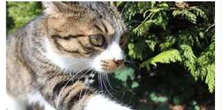 NEPOZNATA MAČKA VAM SE POJAVILA NA KUĆNOM PRAGU? INDIJSKO VJEROVANJE UPOZORAVA: “U toj kući će uskoro biti…”