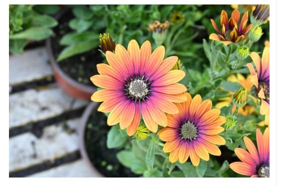 Ovih 7 biljaka obožavaju plus 40 stepeni i mogu da izdrže najžešće udare vetra: Pronašli smo cveće koje uspeva na svačijoj terasama