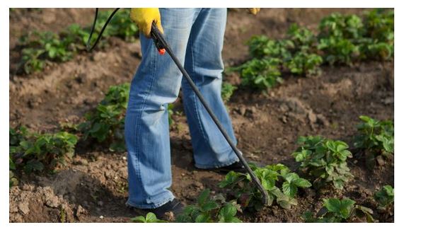 Ovaj SEOSKI TRIK ubija krompirove zlatice bolje od hemikalija : Samo to učinite i prestanite je tražiti na krompiru!