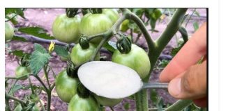 Veoma važna ishrana paradajza u JUNU: SAMO 1 kašičicu ovog čuda sipajte u vodu i ODMAH!