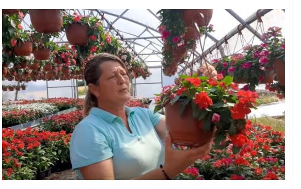 Muškatle se zalivaju svaki 3. dan, kaliope vole jako sunce, a ovaj cvet nipošto ne držite u hladu: Dragica radi u rasadniku i daje savete zlata vredne