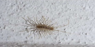 VEĆ SU SVUDA! AKO VIDITE 0VU BUBU NA ZIDU, NI SLUČAJN0 JE NE UBIJAJTE: Jezive su, ali ukazuju na jedan veliki problem koji imate u kući