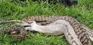 Pecu progutao piton dug sedam metara: Prizor je zastrašujuć, meštani rasporili ogromnu zmiju!