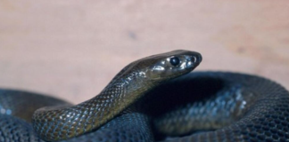 OVU ZMIJU SRBI ZOVU ČUVARKUĆA, IZLAZI SAMO U JEDNOM SLUČAJU: Zaledićete se kada čujete razlog njenog pojavljivanja