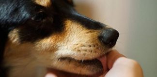 Šta znači ako vam pas liže ruku: Mnogi misle da tako iskazuje ljubav, ali to je velika greška , evo šta time poručuje