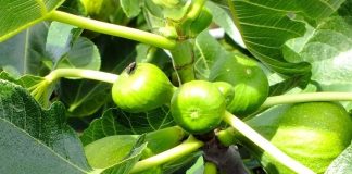 Nije samo orah u pitanju: Naši stari nikad nisu sadili smokvu blizu kuće, evo i zbog čega