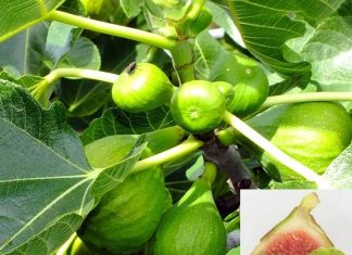 Nije samo orah u pitanju: Naši stari nikad nisu sadili smokvu blizu kuće, evo i zbog čega