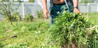 NIKAD NEMOJTE BACATI POKOŠENU TRAVU, samo uraditeovo! Bolje od 100 gnojiva