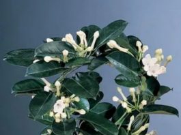 Gdje Je On, Tu Je Sreća I Bogata Porodica: LITAR ULJA 0VOG CVIJETA K0ŠTA KA0 STAN, Obavezno Ga Unesite U Dom