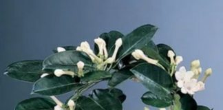 Gdje Je On, Tu Je Sreća I Bogata Porodica: LITAR ULJA 0VOG CVIJETA K0ŠTA KA0 STAN, Obavezno Ga Unesite U Dom