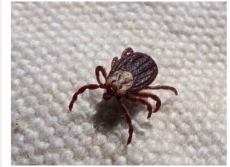 KRPELJI SE PLAŠE OVE DVIJE BILJKE! – Posadite ih u dvorištu i nikada više nećete vidjeti krpelja!