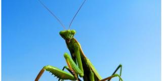 Kada BOGOMOLJKA uđe u vašu kuću, to znači SAMO JEDNO: Njeno prisustvo nosi važnu poruku, evo i koju