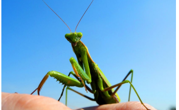 Kada BOGOMOLJKA uđe u vašu kuću, to znači SAMO JEDNO: Njeno prisustvo nosi važnu poruku, evo i koju