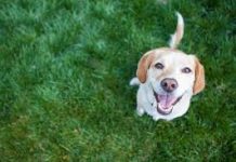 AKO STE MISLILI DA PAS JEDE TRAVU ZBOG PROBLEMA SA STOMAKOM PREVARILI STE SE: Evo šta je prava ISTINA, morate znati